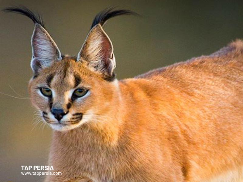 Caracal Cat - Yazd - Bafq Desert