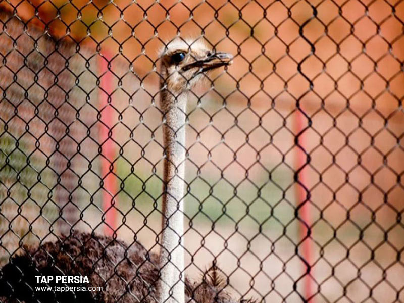 Eynali Mountain - Ostrich Farm - Tabriz
