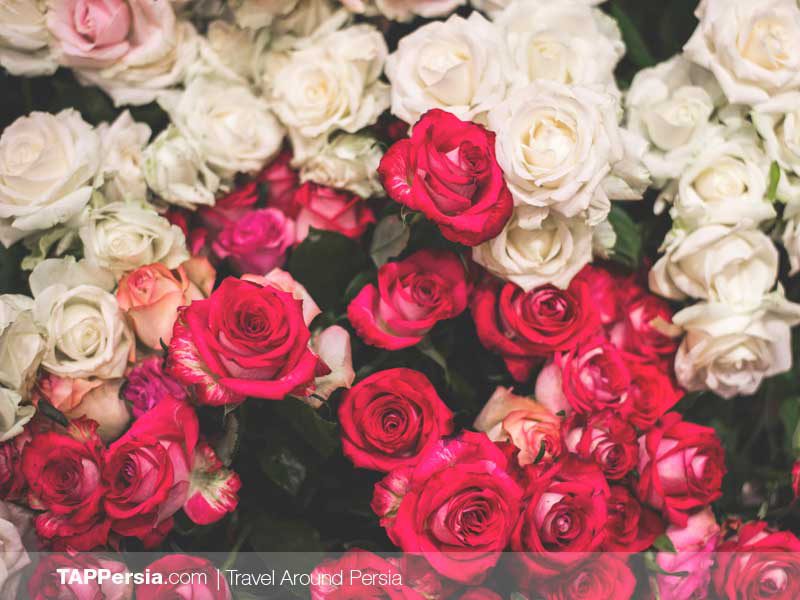 Iran Flowers Culture - TAP Persia