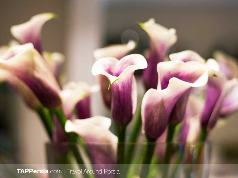 Iran Flowers Culture - TAP Persia