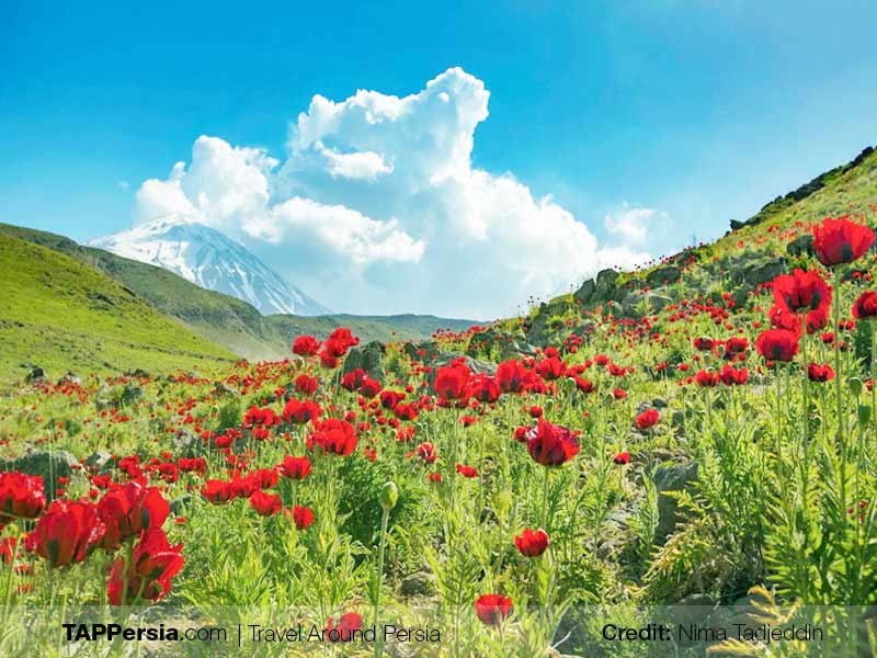 Damavand Mount | Tehran Nature | TAP Persia