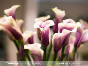 Iran Flowers Culture - TAP Persia