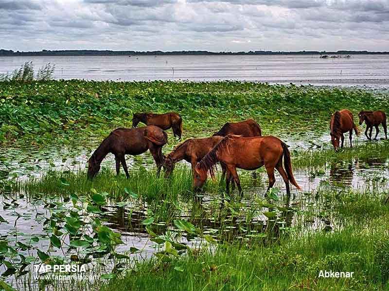 anzali lagoon