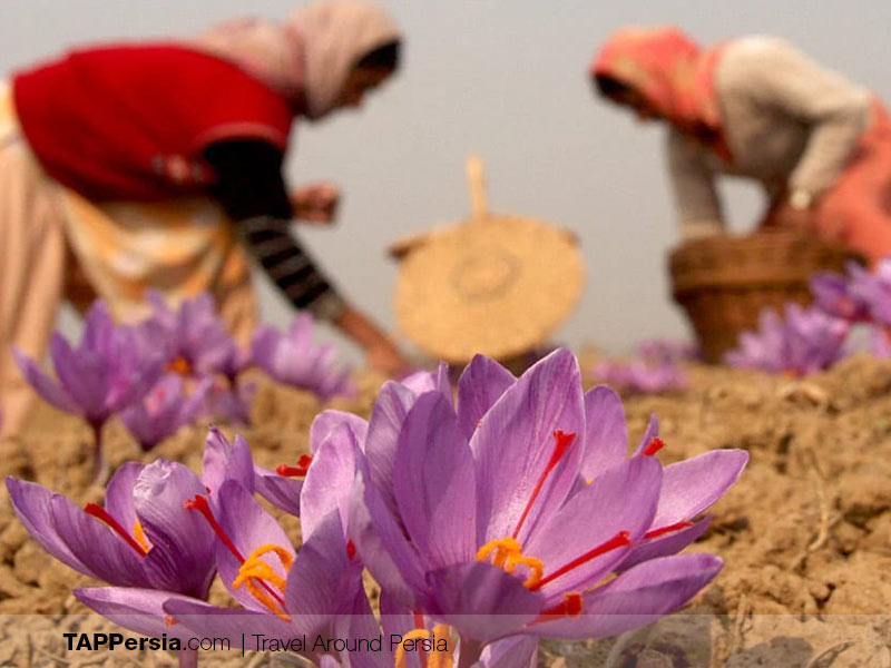 Iranian Saffron - The Secret Ingredient of Every Iranian Dish