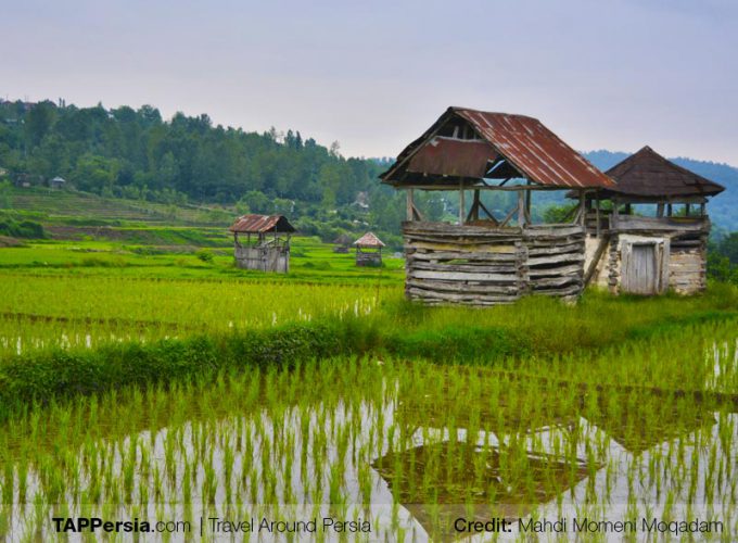 Harvesting Experience with Locals in Babolsar