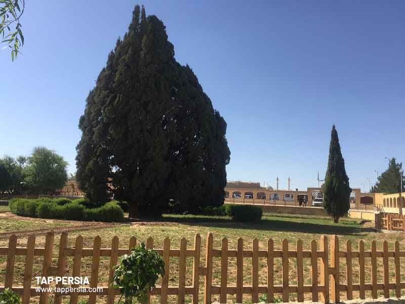 persian cypress tree