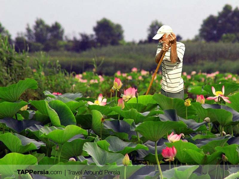 Caspian Sea - Iran - Anzali - Water Lili