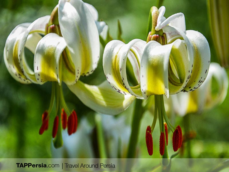 Caspian Sea - Iran - Lili Lilac