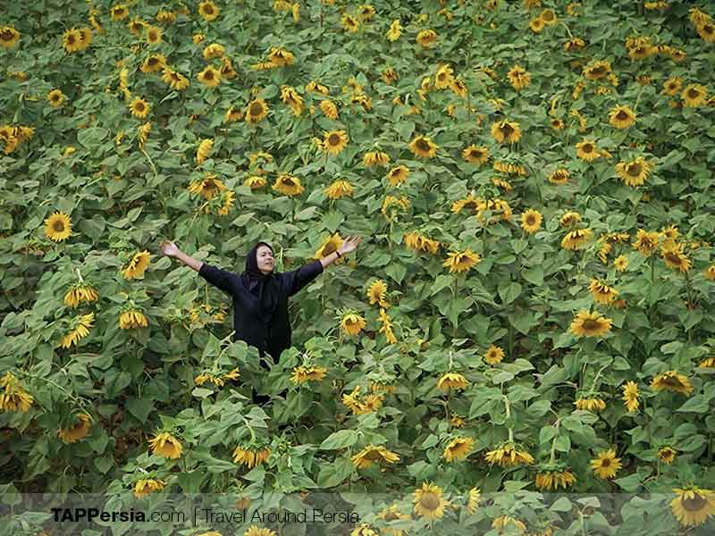 33 Must Watch Iranian Movies – Part II