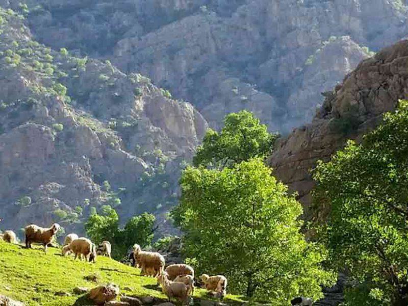 Zard Lime Waterfall, Exciting Nomadic Tour