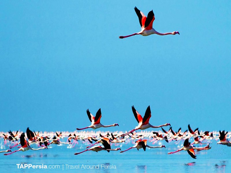 2 Miankaleh Peninsula - Iran 10 Top Natural attractions