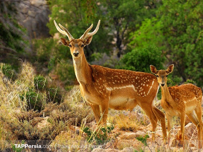3 Miankaleh Peninsula - Iran 10 Top Natural attractions