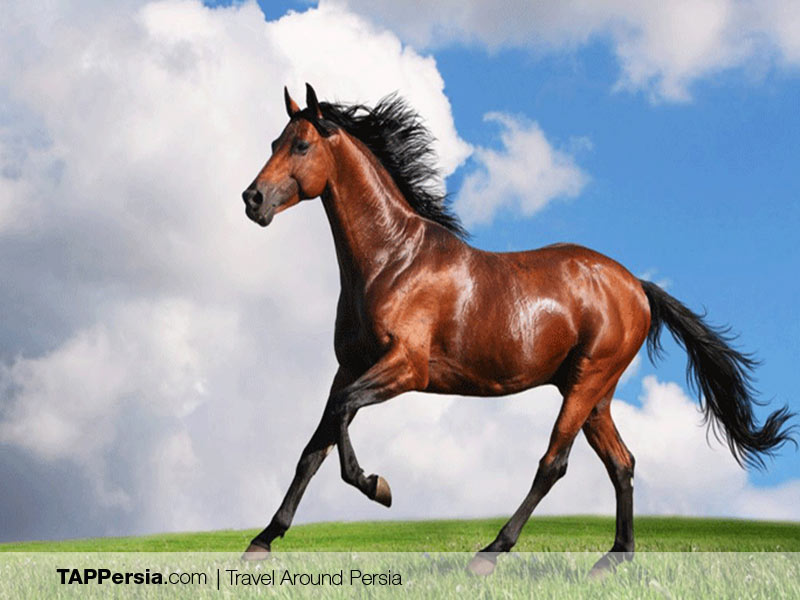 Iranian Turkmen - Iran - Turkmen Horses