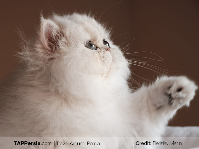Persian Cat