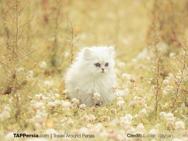 Persian Cat