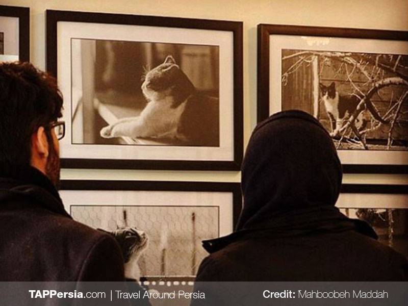 Persian Cat Museum - Tehran