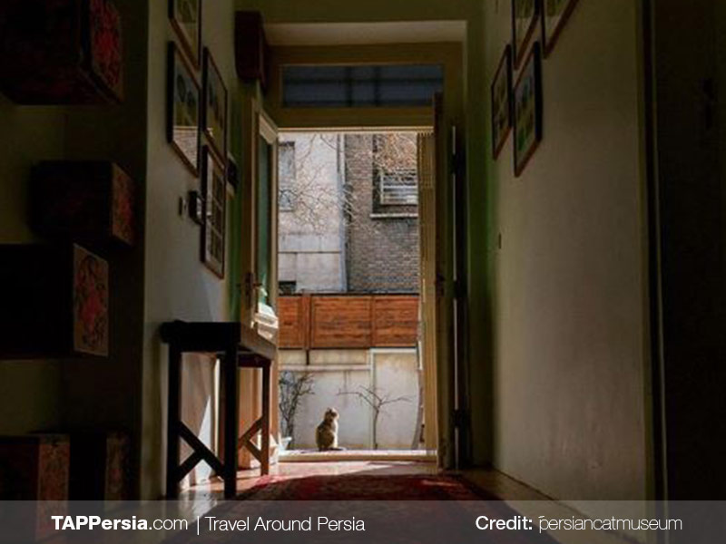 Persian Cat Museum - Tehran