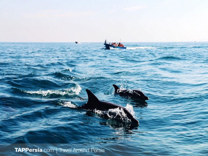 Top 10 Attractions In Qeshm Island - Qeshm Dolphins