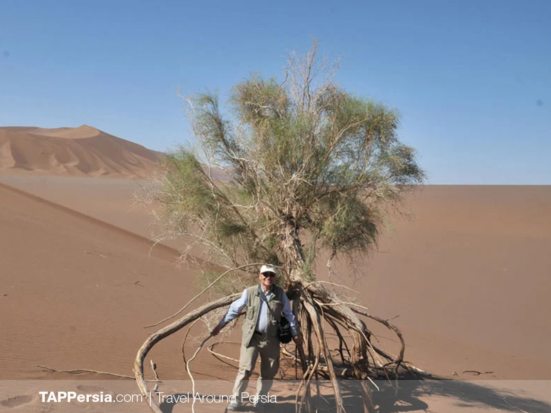 Lut Desert - Tamarisk - Iran