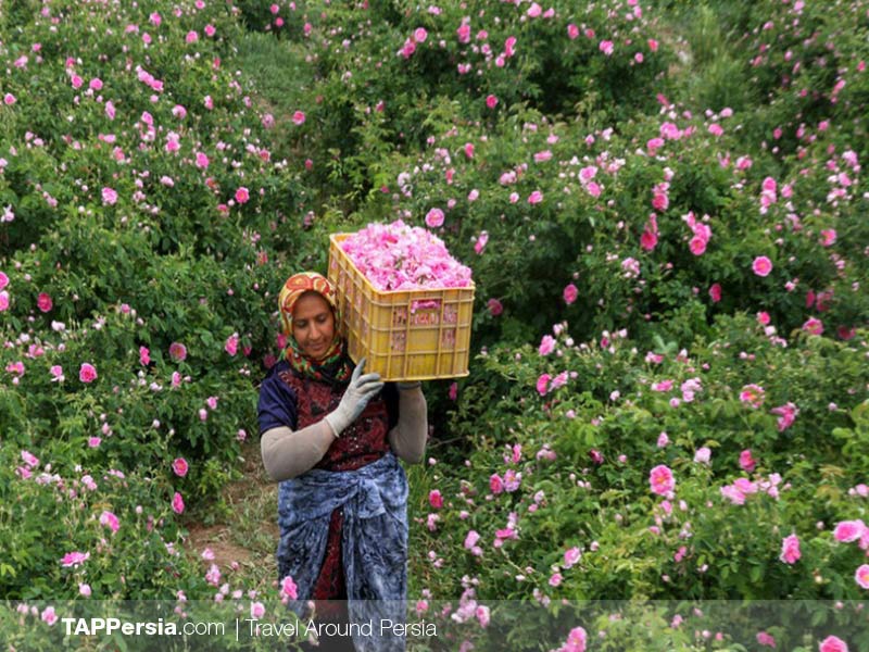 Ghamsar - Rosewater - Kashan - Iran