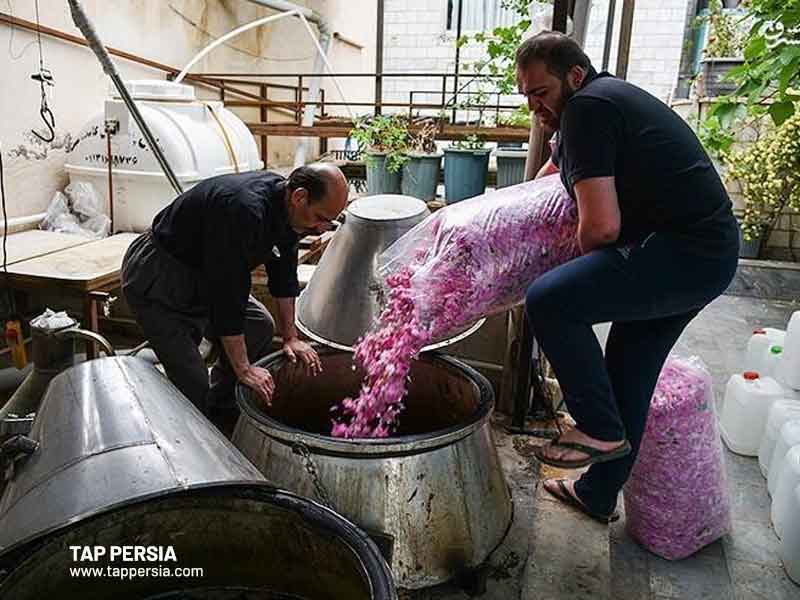 Making Rose Water