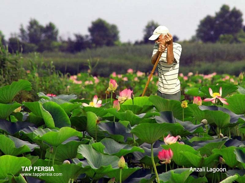 Anzali Lagoon