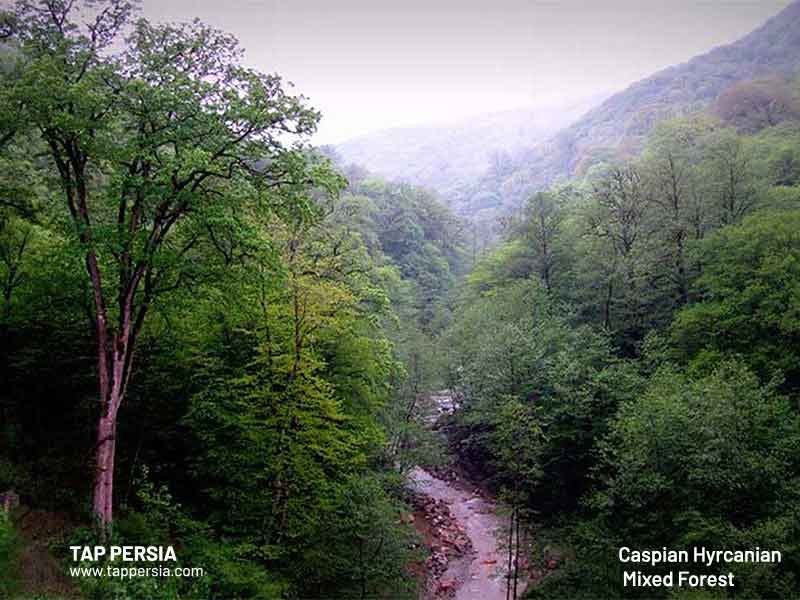 Caspian Hyrcanian Mixed Forest