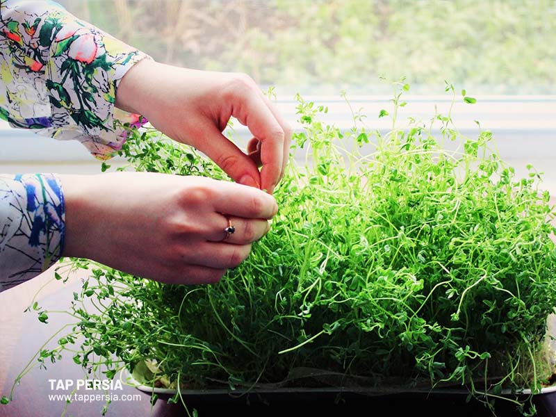 To Tie a Knot of Grass(sizdeh bedar)