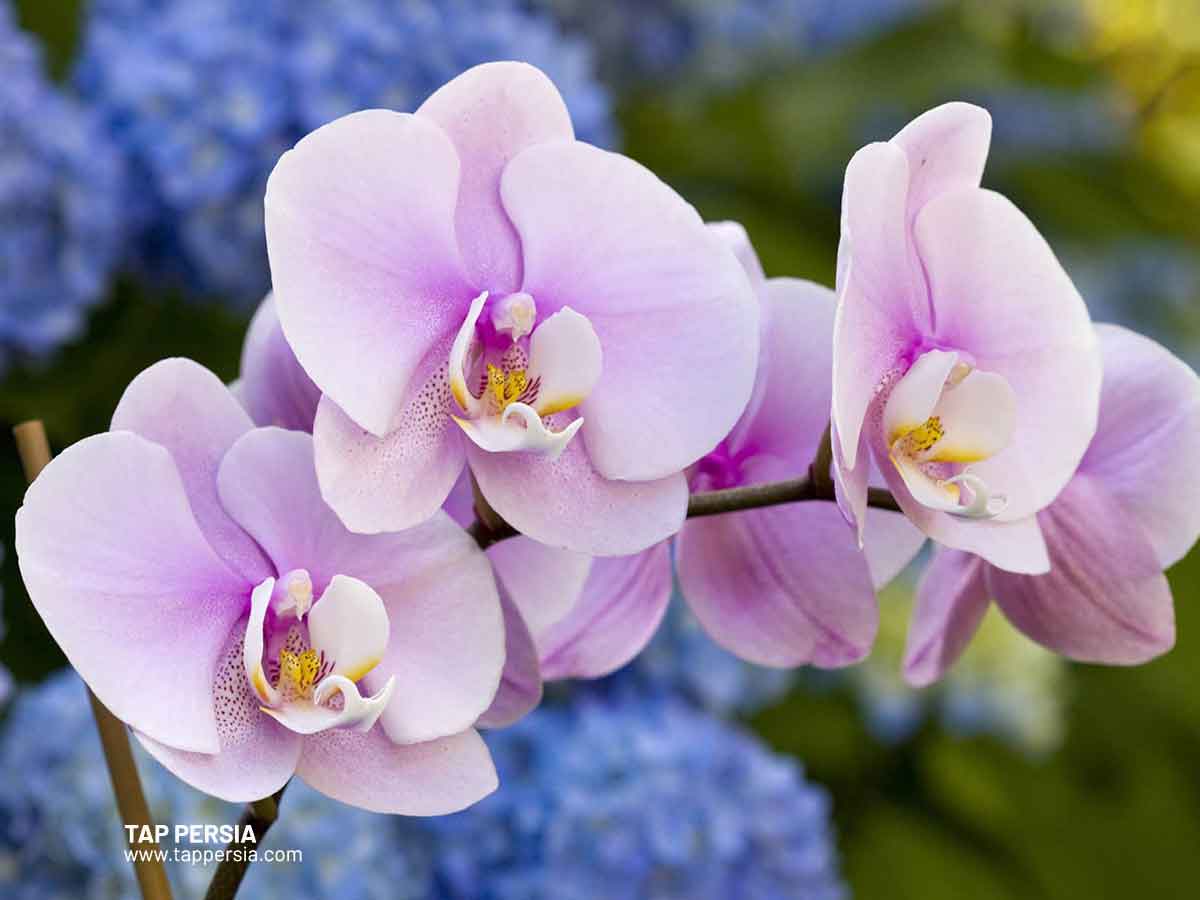 The Cymbidium Orchid