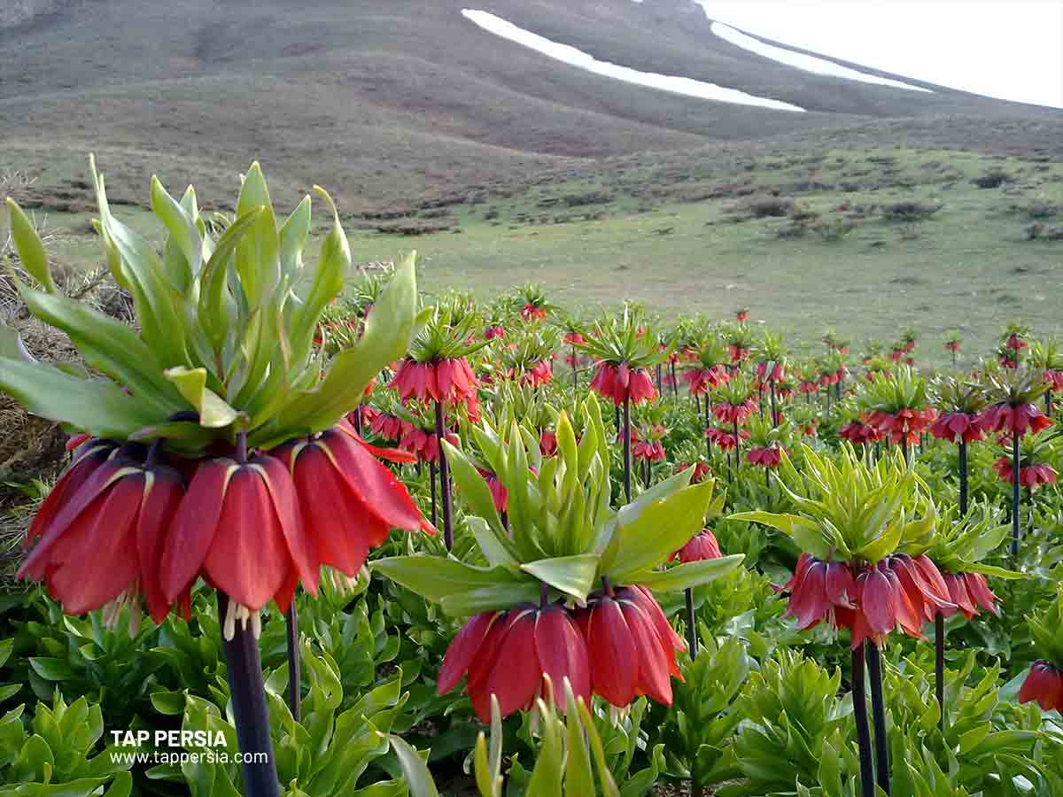 The Inverted Tulip Iran's Unique Emblem Flower 