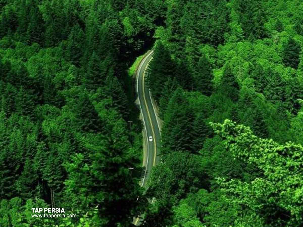 The Forests of Masal An Outstanding Natural Attraction