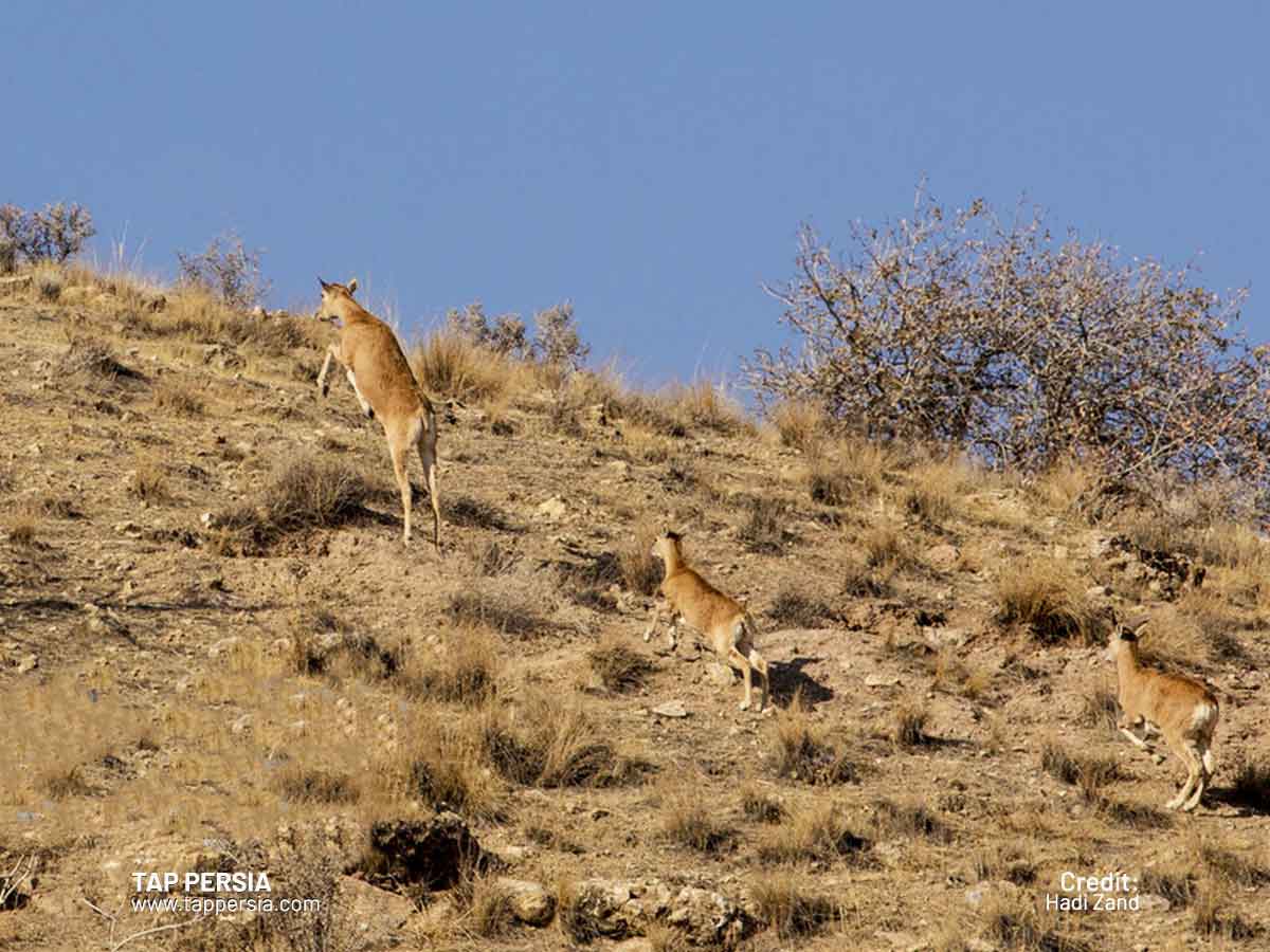 The Flora and Fauna of Khojir National Park