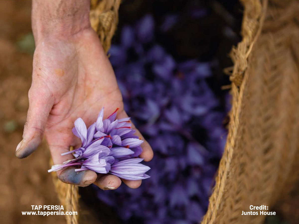 Saffron Harvest