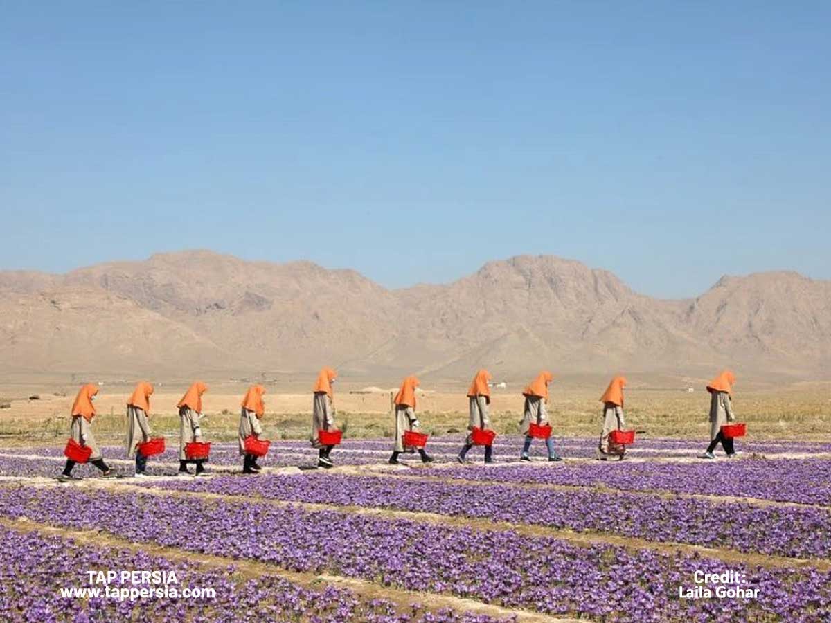Saffron Harvest