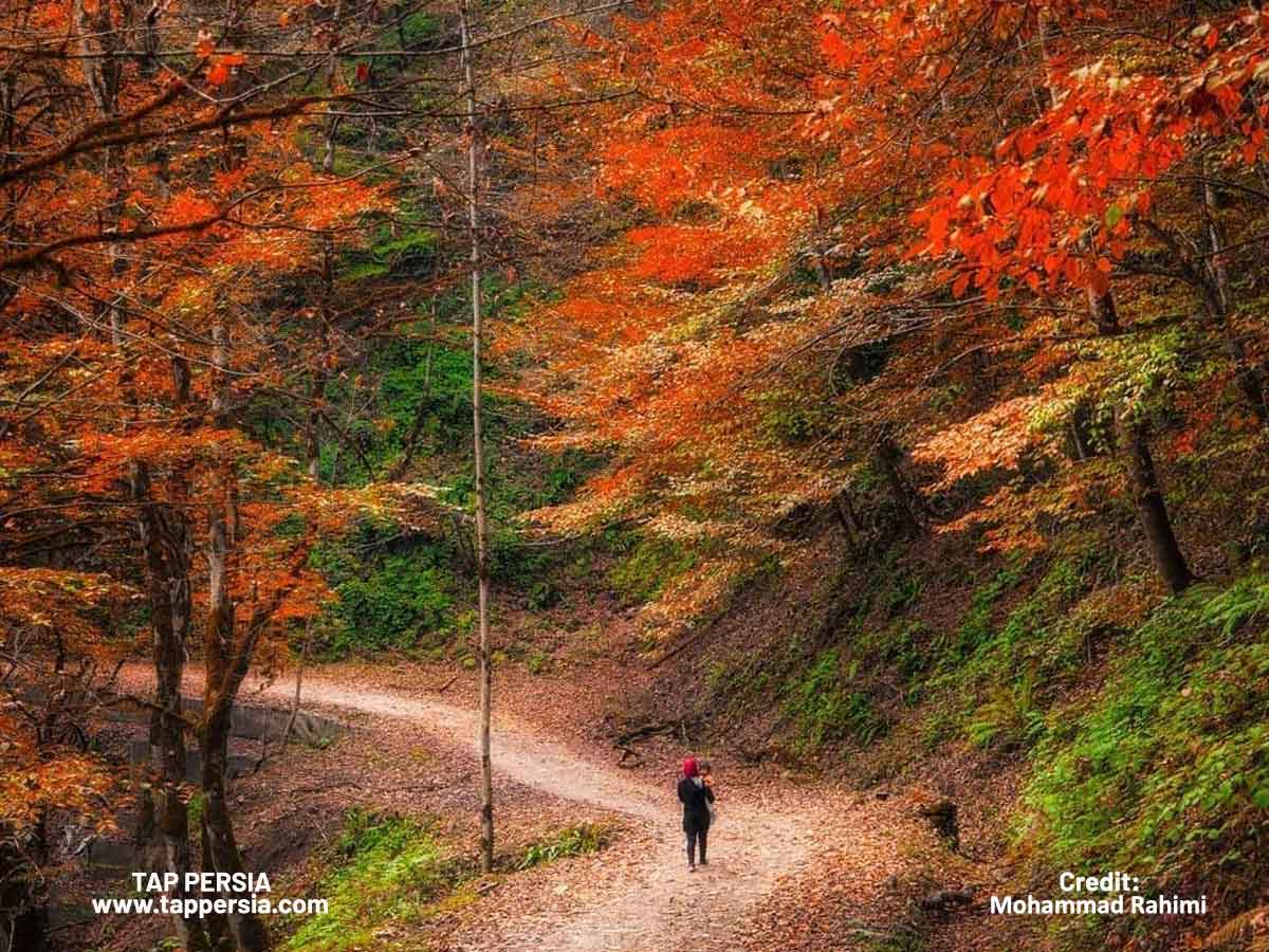 Embrace the Colors of Autumn