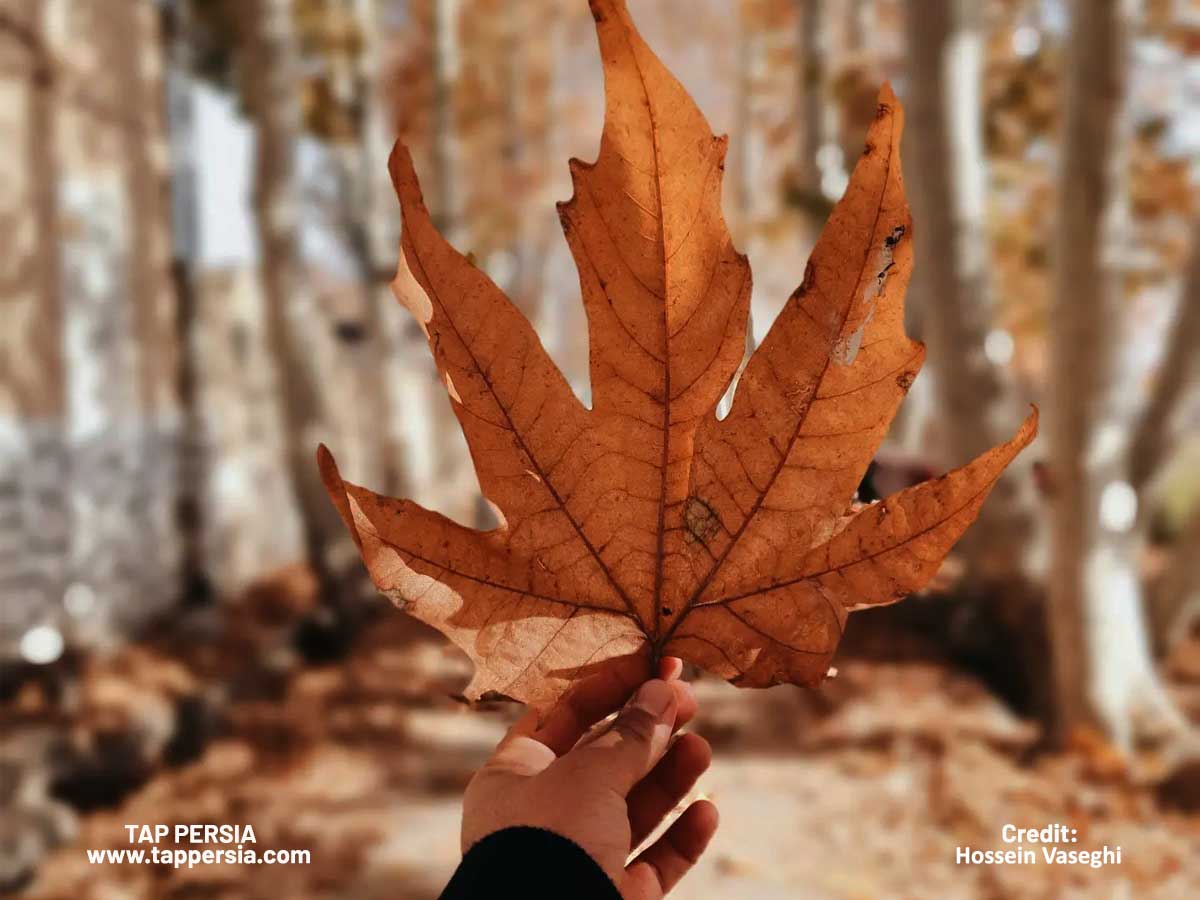 Spectacular Fall Foliage