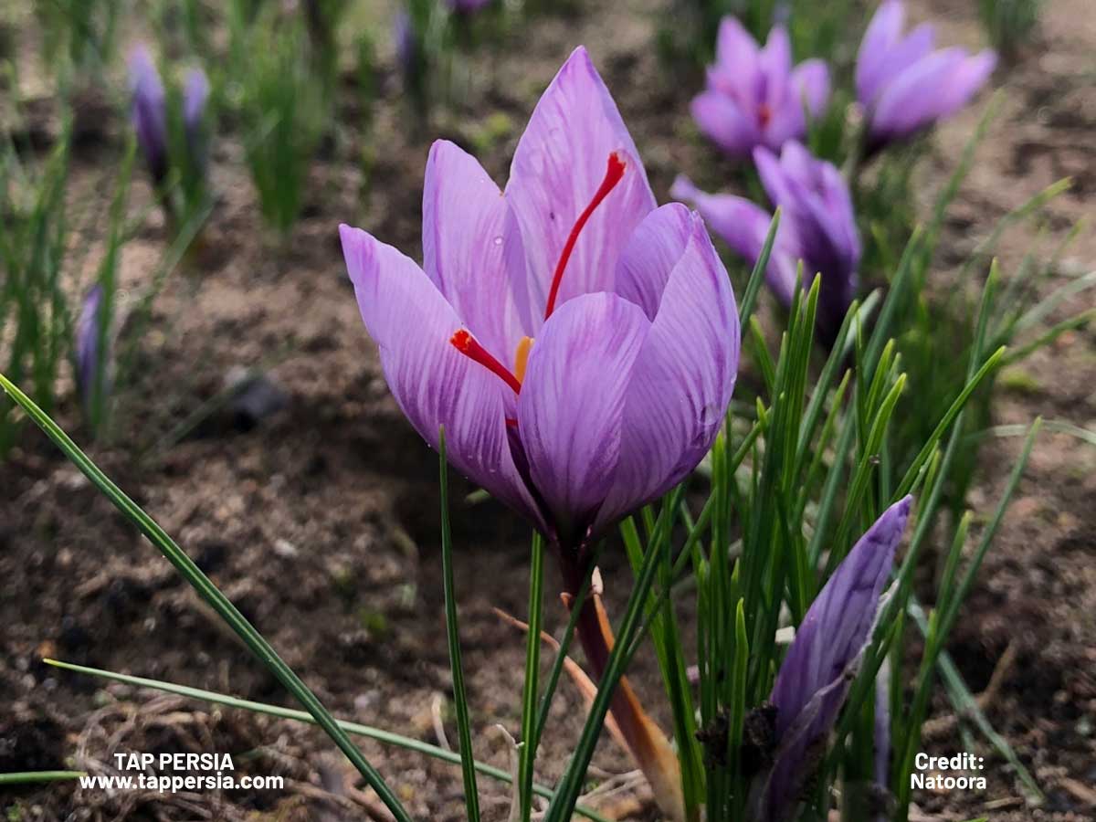 Saffron Harvest