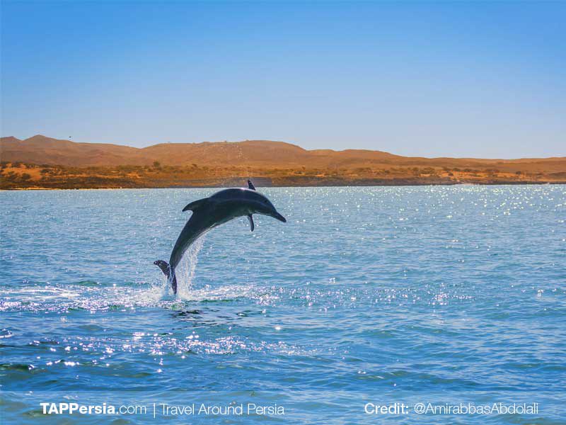 Hengam, the Island of Dolphins