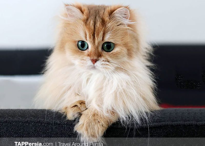 Persian Cat