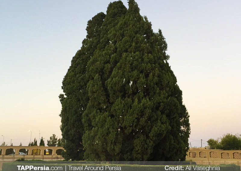 The Ancient Cypress Tree of Abarkouh