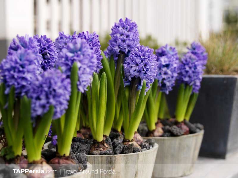Nowruz | Iran Event