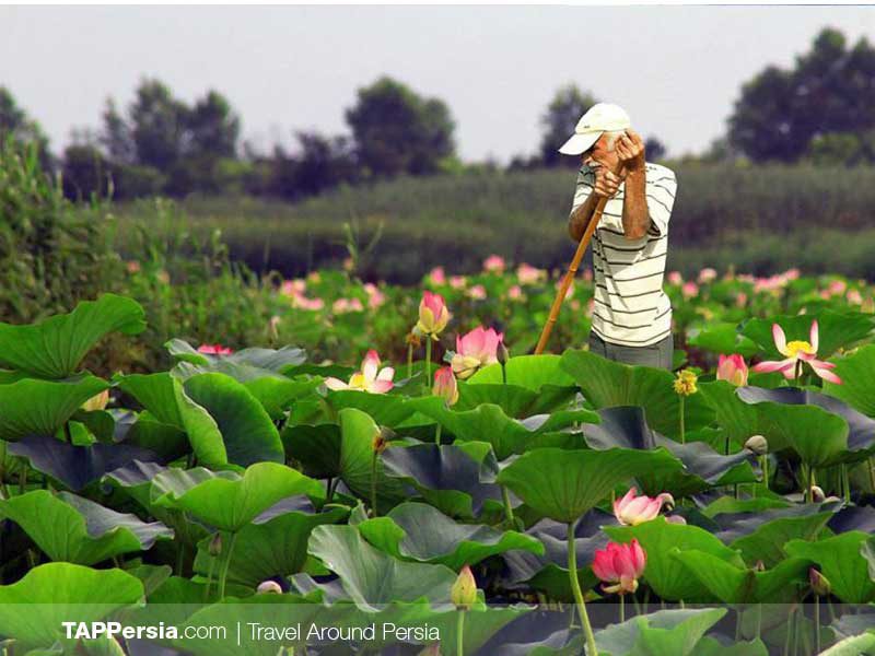 Anzali Lagoon-Rasht Nature-TAP Persia