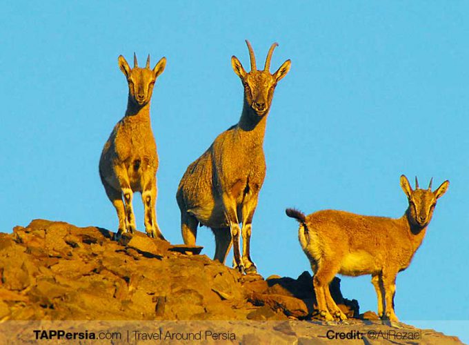 Wildlife & Desert Tour in Central Iran