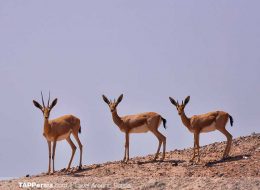 Travel Around Persia | Plan Your Budget Trip to Iran