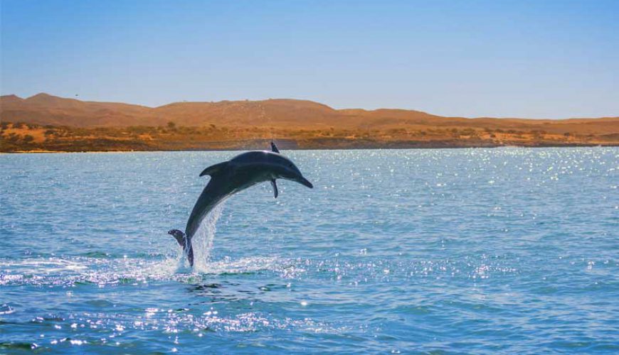 Hengam, the Island of Dolphins