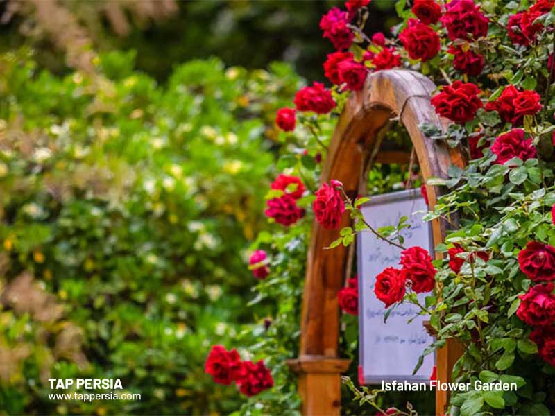 Rose garden