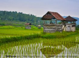 Harvesting Experience with Locals in Babolsar - Mazandaran - TAP Persia