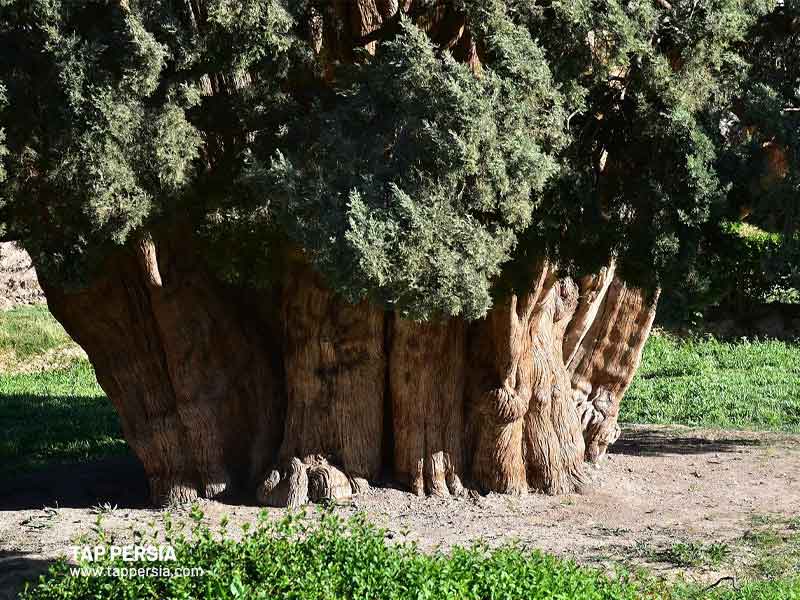 persian cypress tree