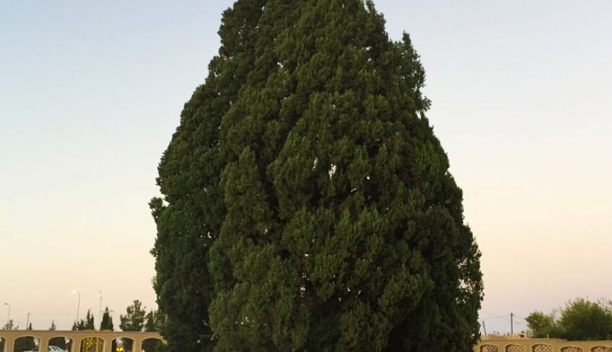 The Ancient Cypress Tree of Abarkouh