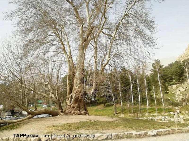 Mercy Tree